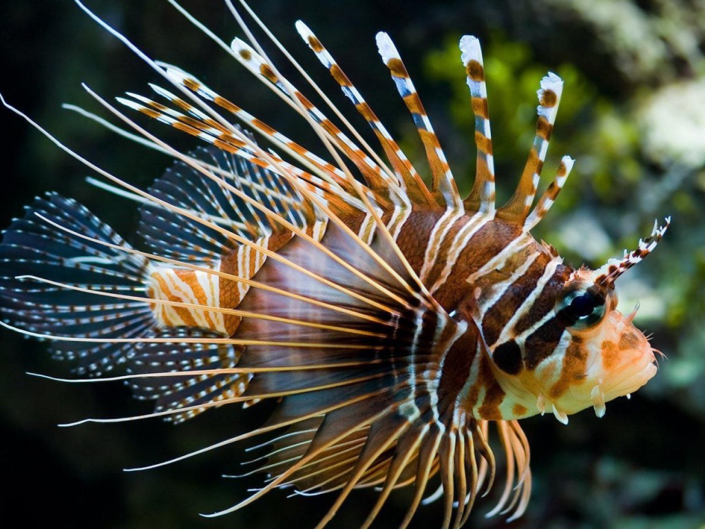 Яркая рыба лев в тропическом море