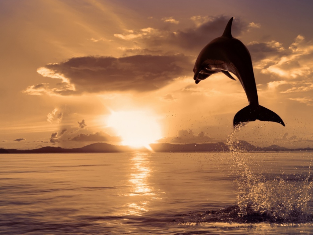 Дельфин высоко выпрыгнул из воды