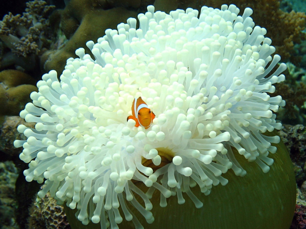 Рыба среди белых анемон