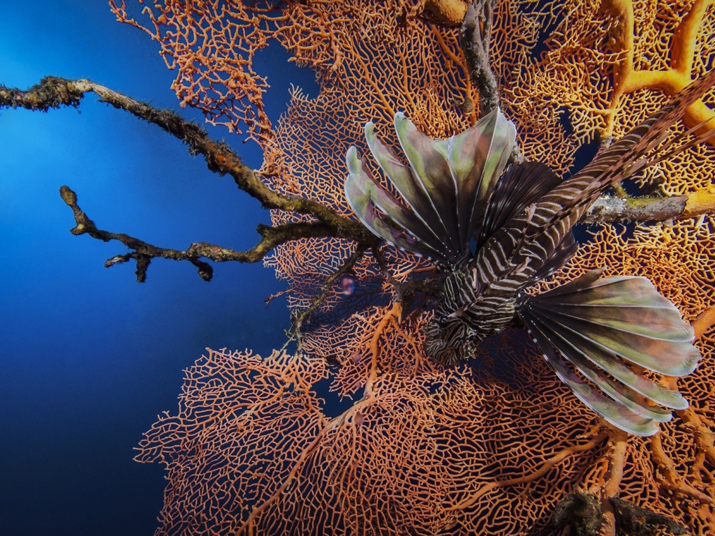 Рыба лев на фоне кораллов