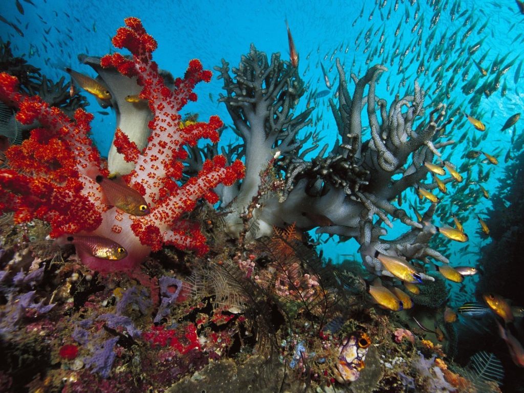 Золотые рыбки среди коралловых полипов