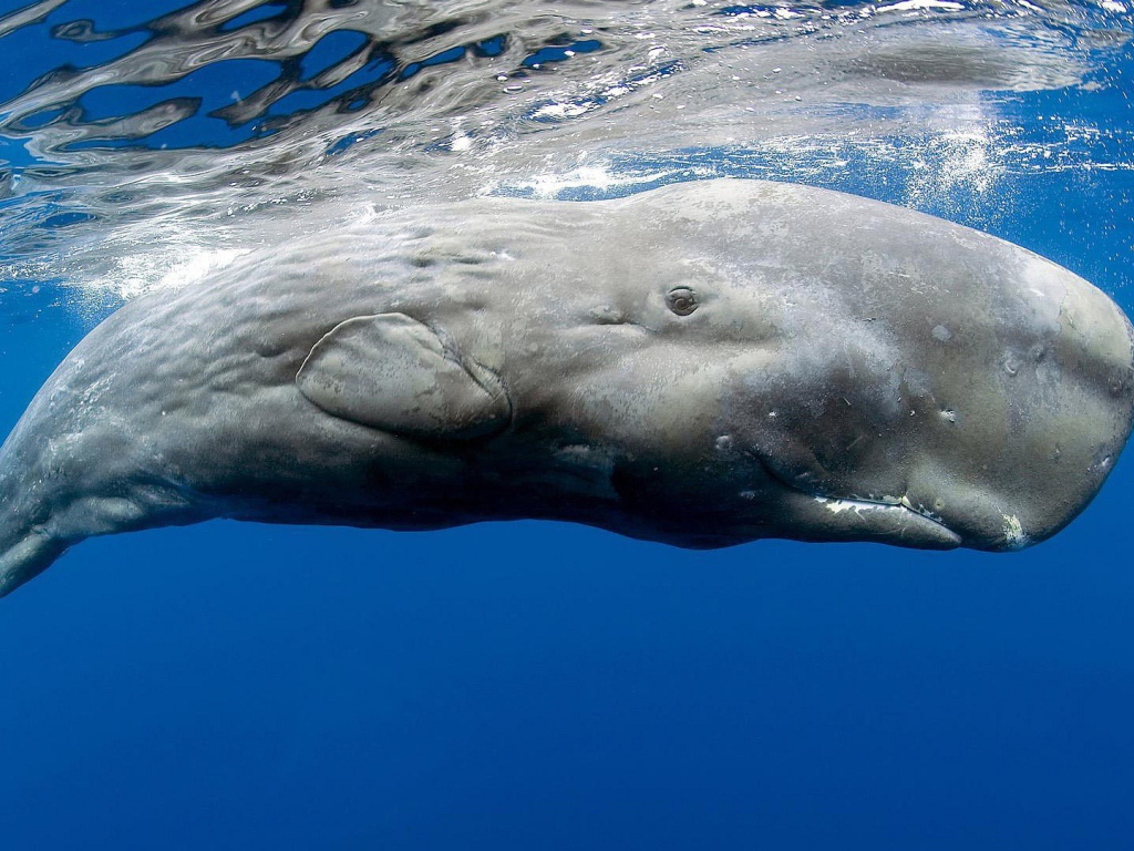 Касатка в голубой воде