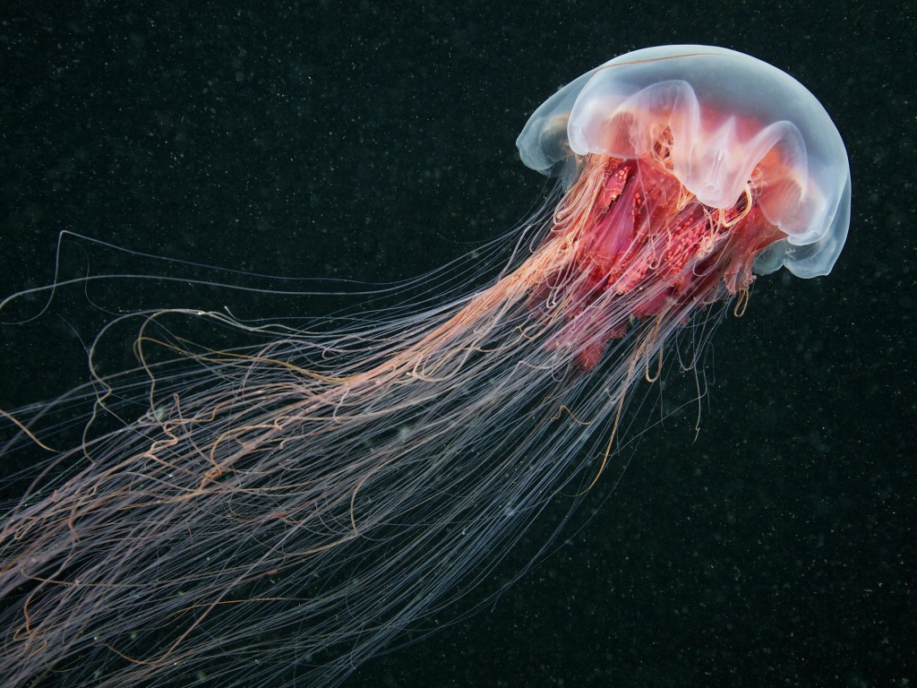 Медуза, черный фон