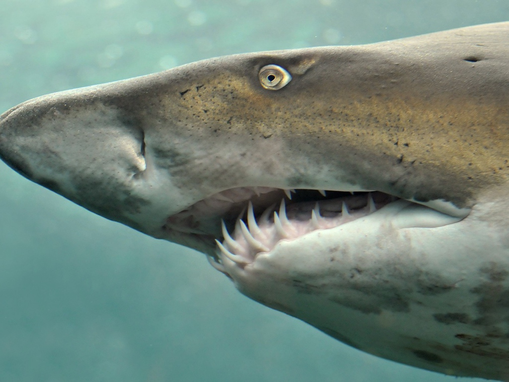 Морда свирепой акулы
