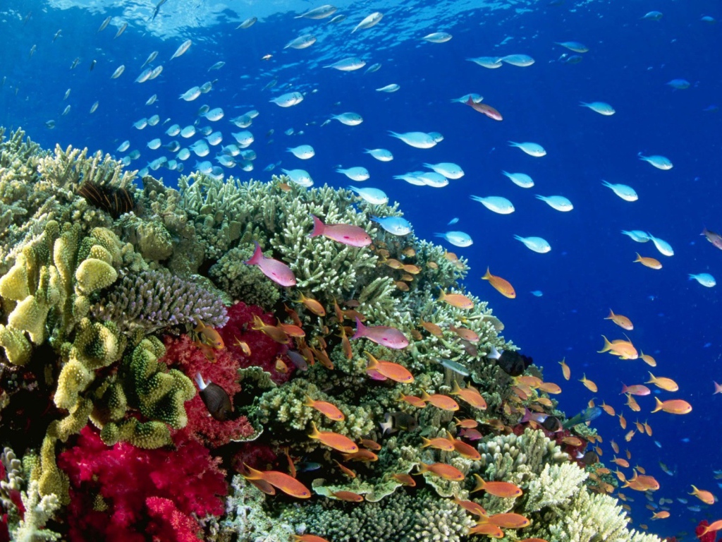 Стаи рыб на коралловом рифе