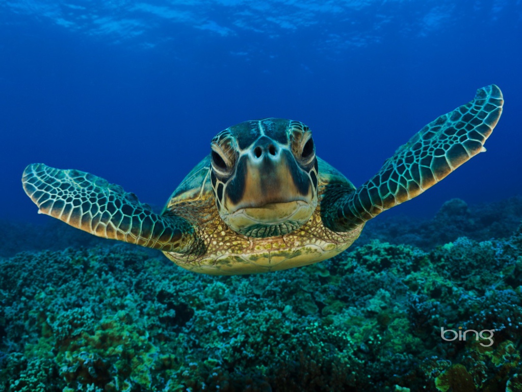 Морская черепаха плывет под водой
