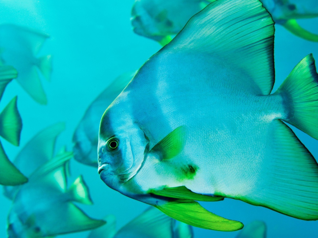 Прозрачная голубая рыба с зелеными плавниками