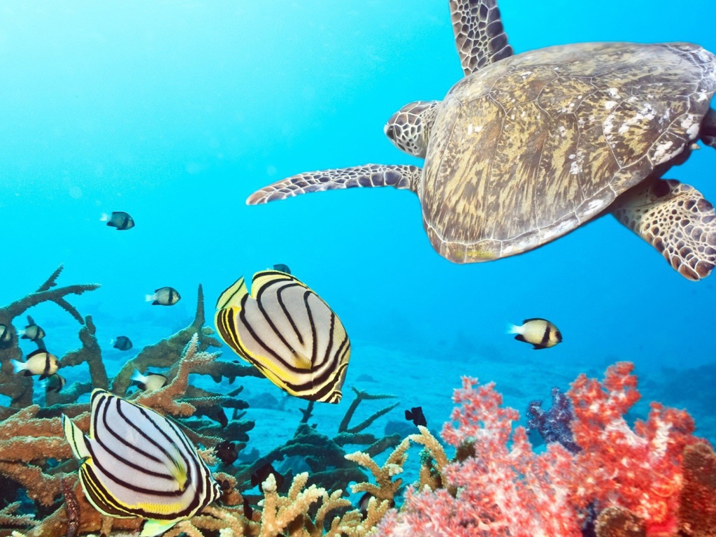 Черепаха в тропиках среди рыб