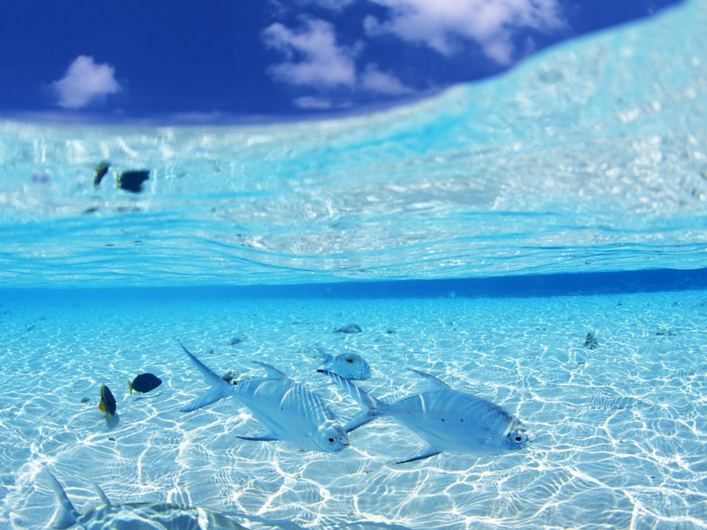 Белые рыбы на мелководье