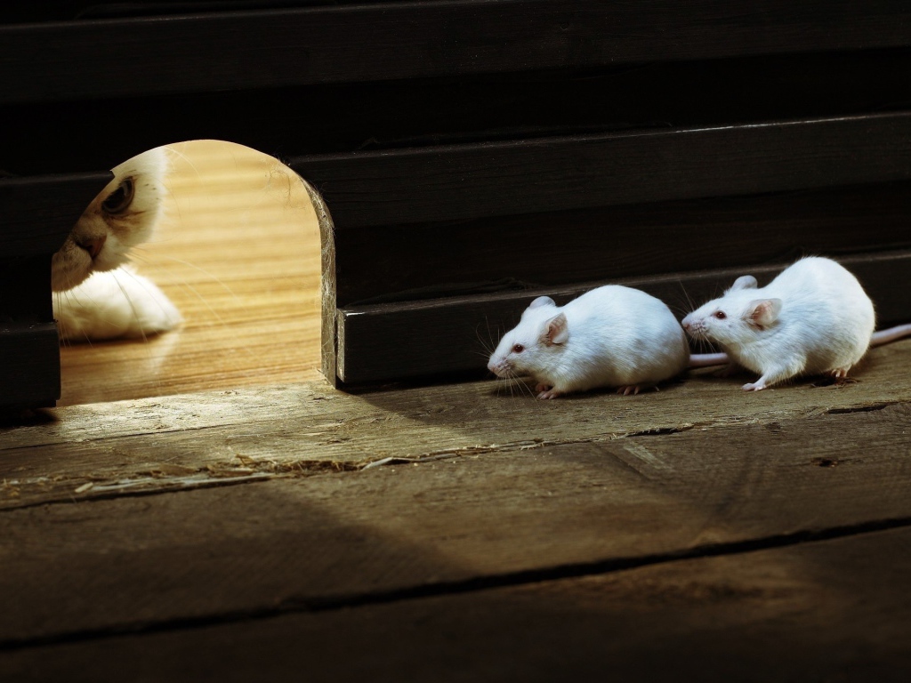 Кот охотится на белых мышей