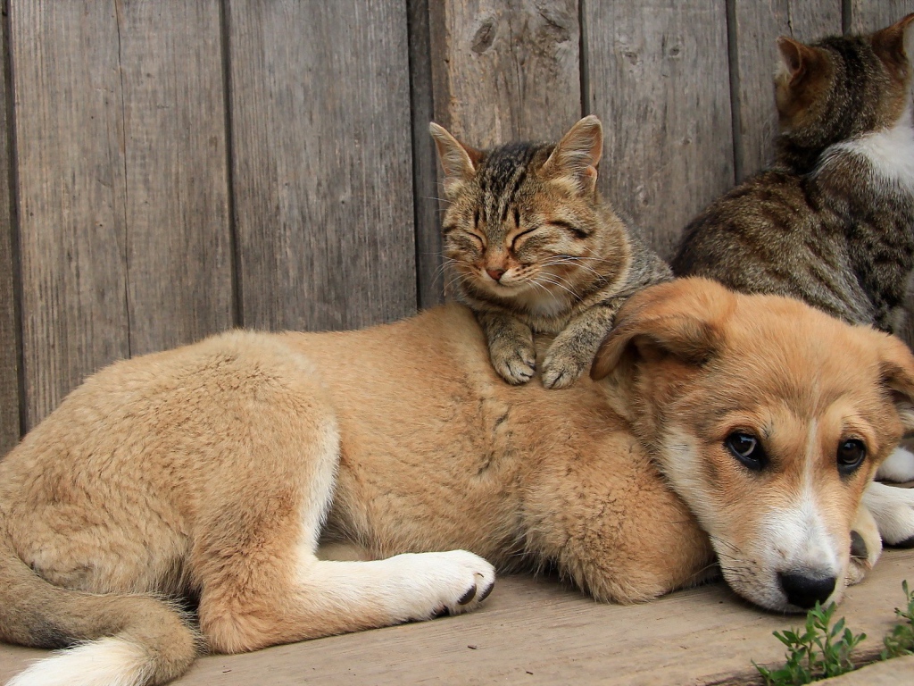 Кот спит на щенке большой собаки