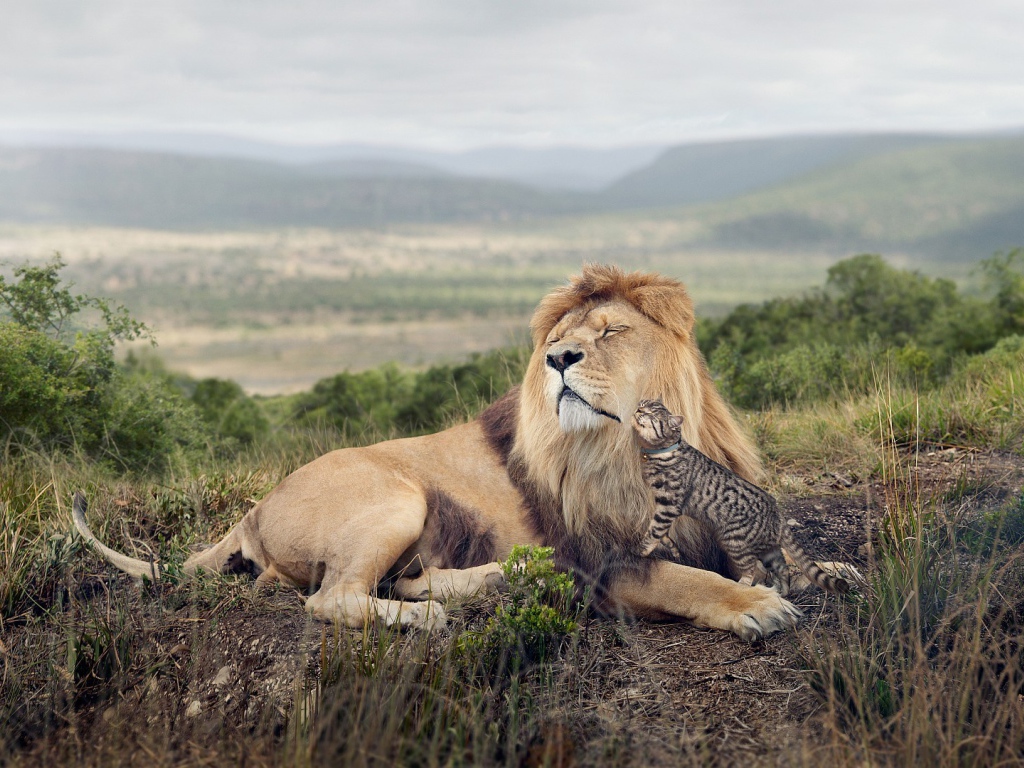 Кот оцелот ласкается ко льву