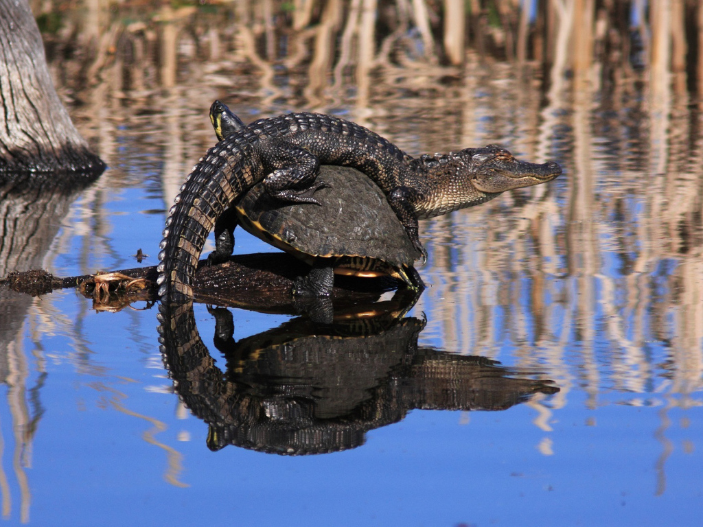 Маленький крокодил верхом не черепахе