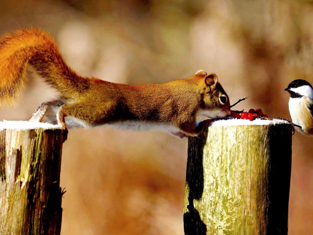 Синица и белка делят ягоды