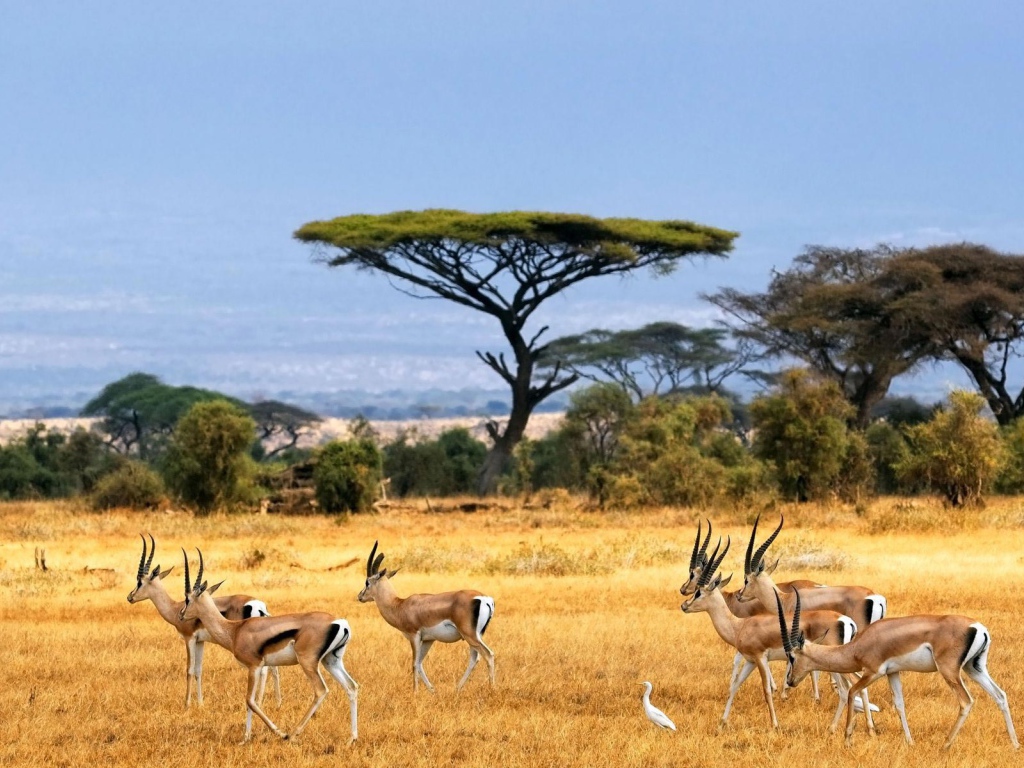 Стадо антилоп на пастбище