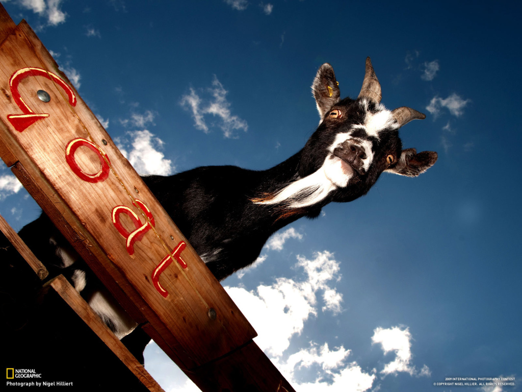 Черный козел