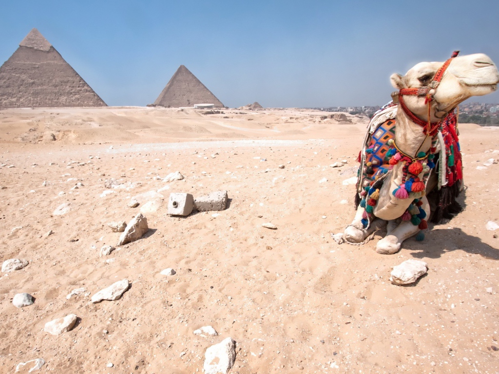 Верблюд отдыхает в Египетской пустыне