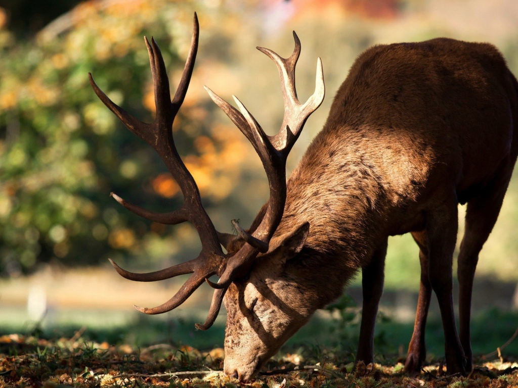 Олень кушает траву