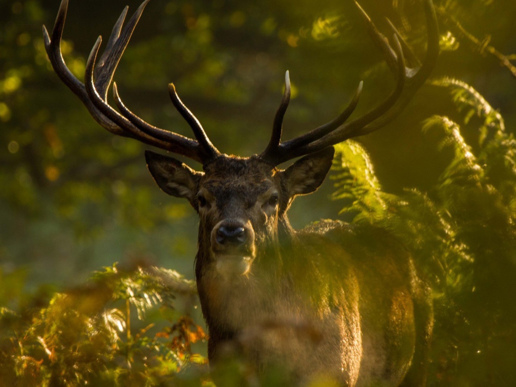 Олень стоит позади зеленых веток