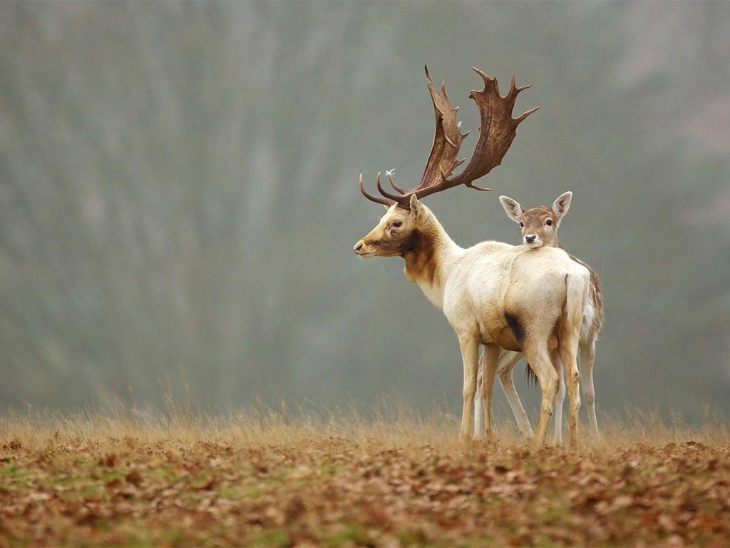 Олененок прячется за мамой