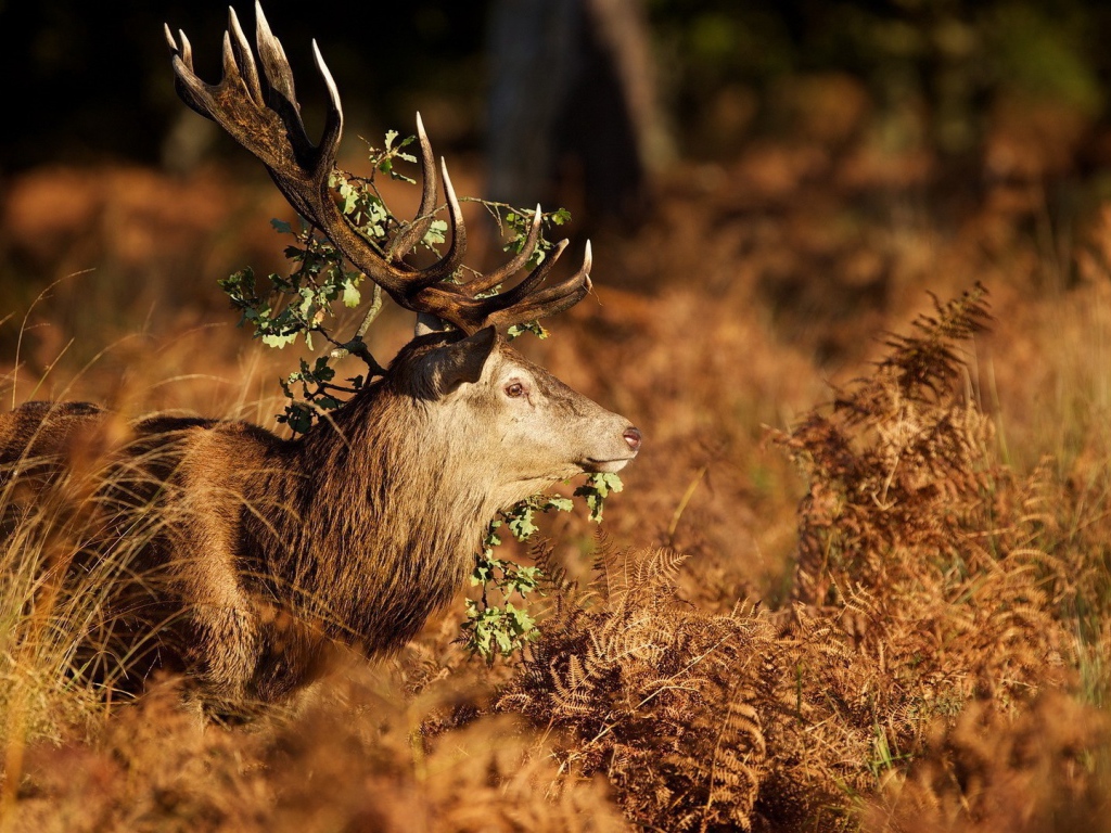 Трава на рогах оленя