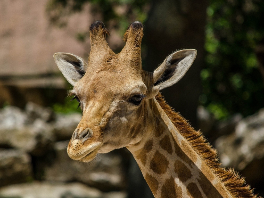 Голова жирафа в зоопарке