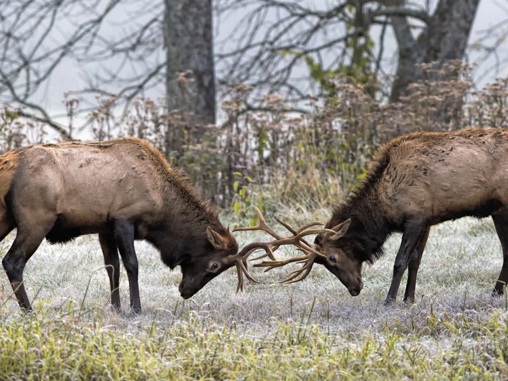 Два оленя бодаются