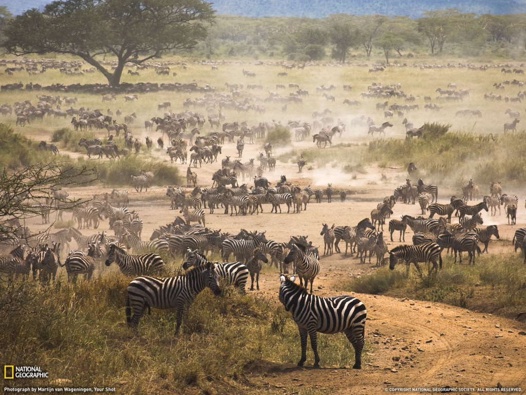 	   A very large herd of zebras