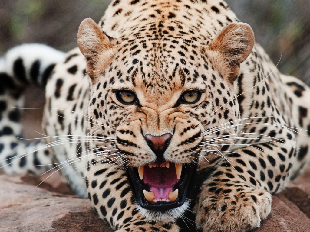 Злой ягуар смотрит в кадр