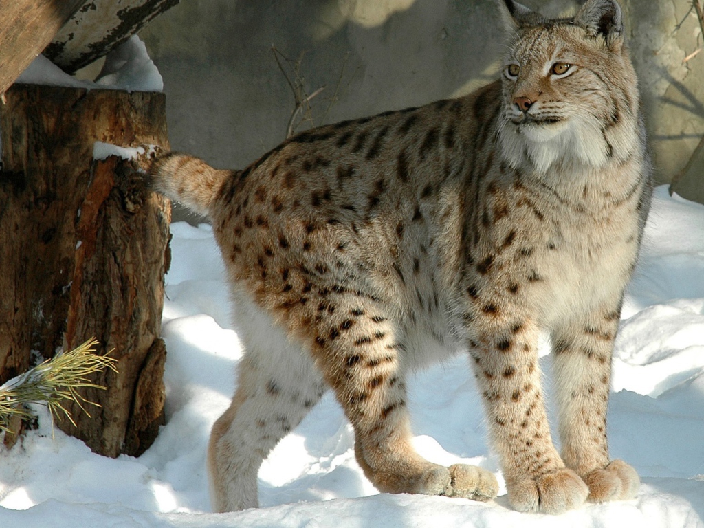 Куцехвостый снежный барс