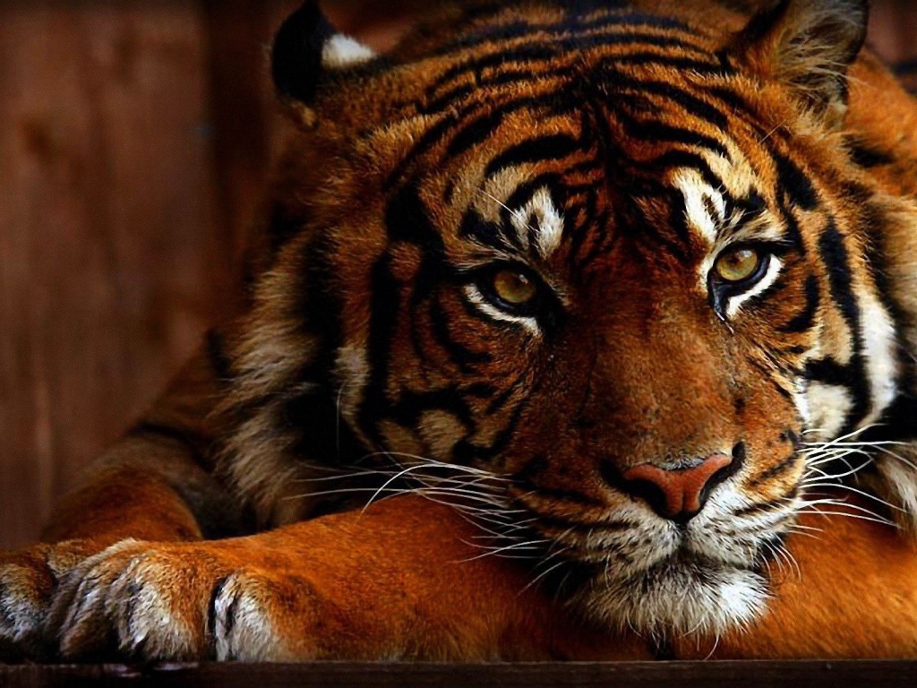 Яркое фото тигра