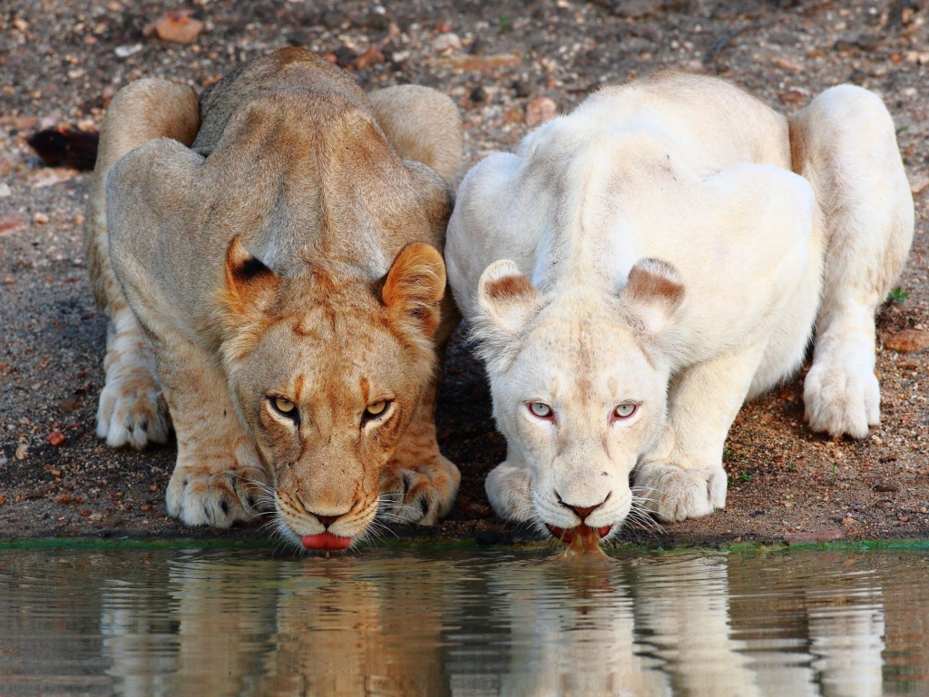 Коричневая и белая львицы на водопое