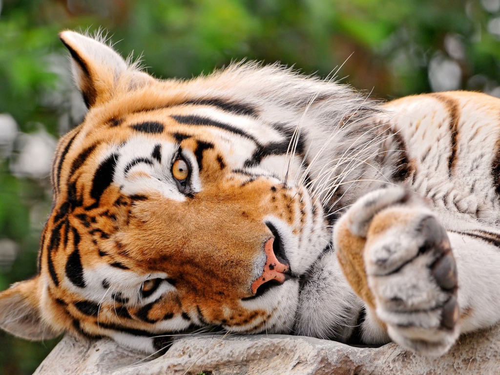 Милый тигр лежит на боку