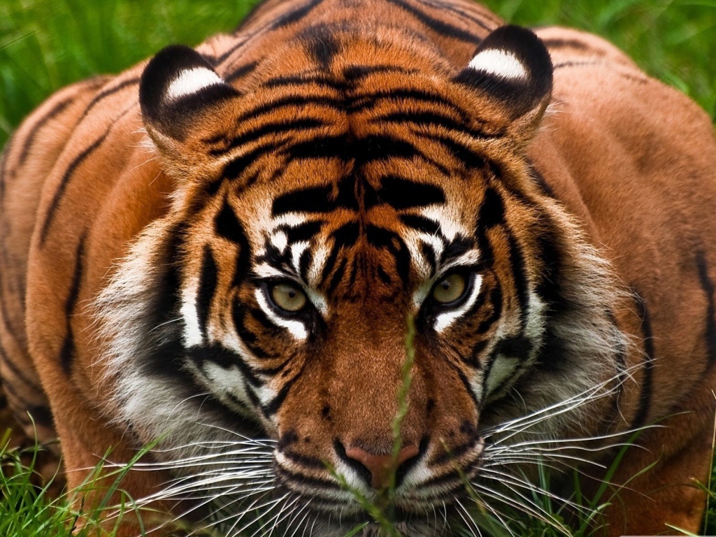 Опытный охотник тигр