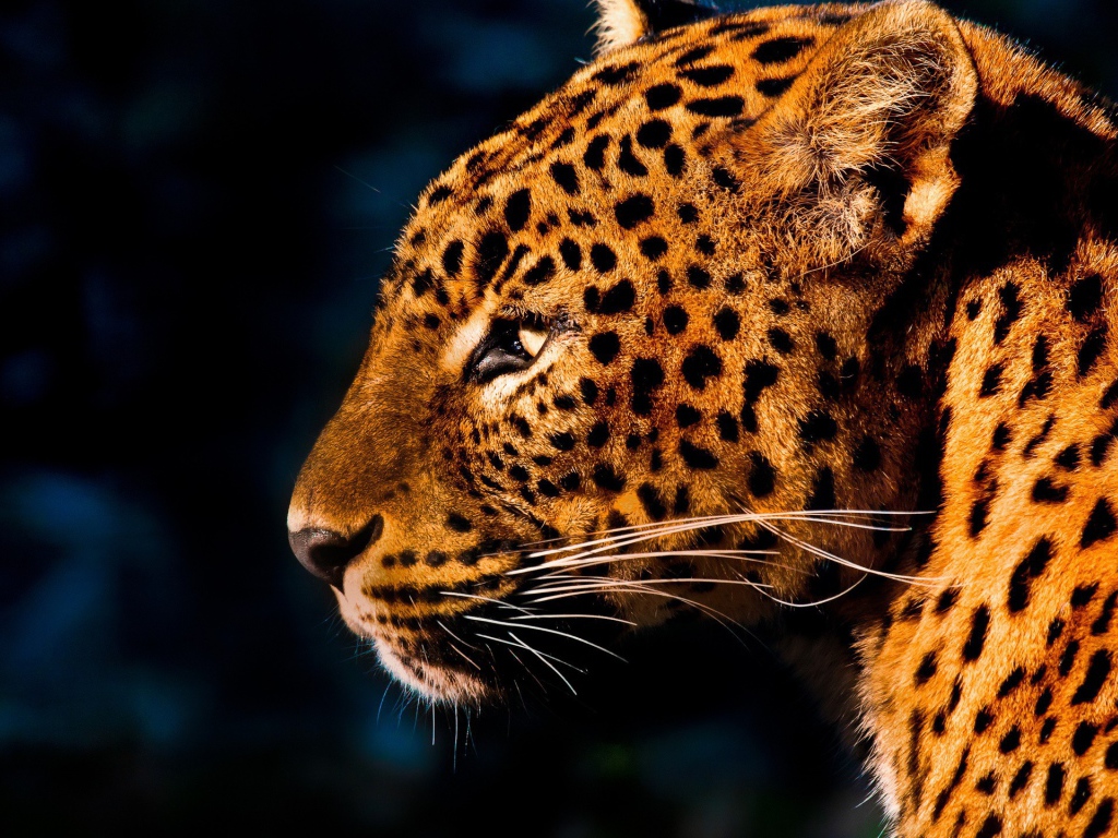 Огненно рыжий леопард