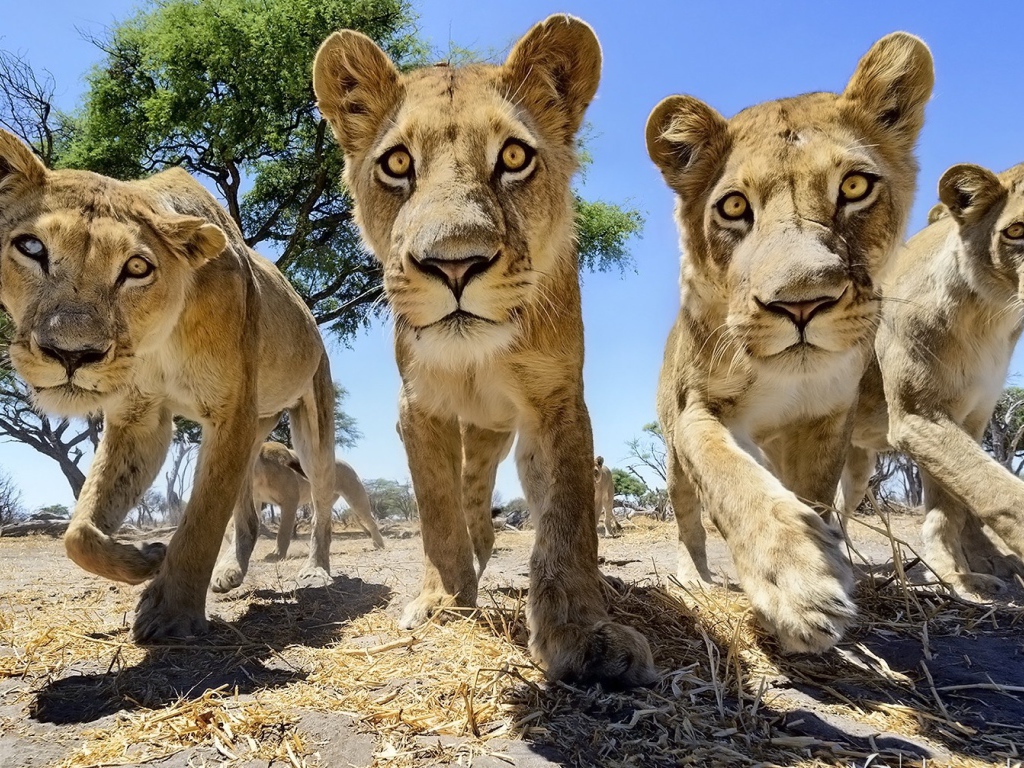 Четыре молодых льва в Африке