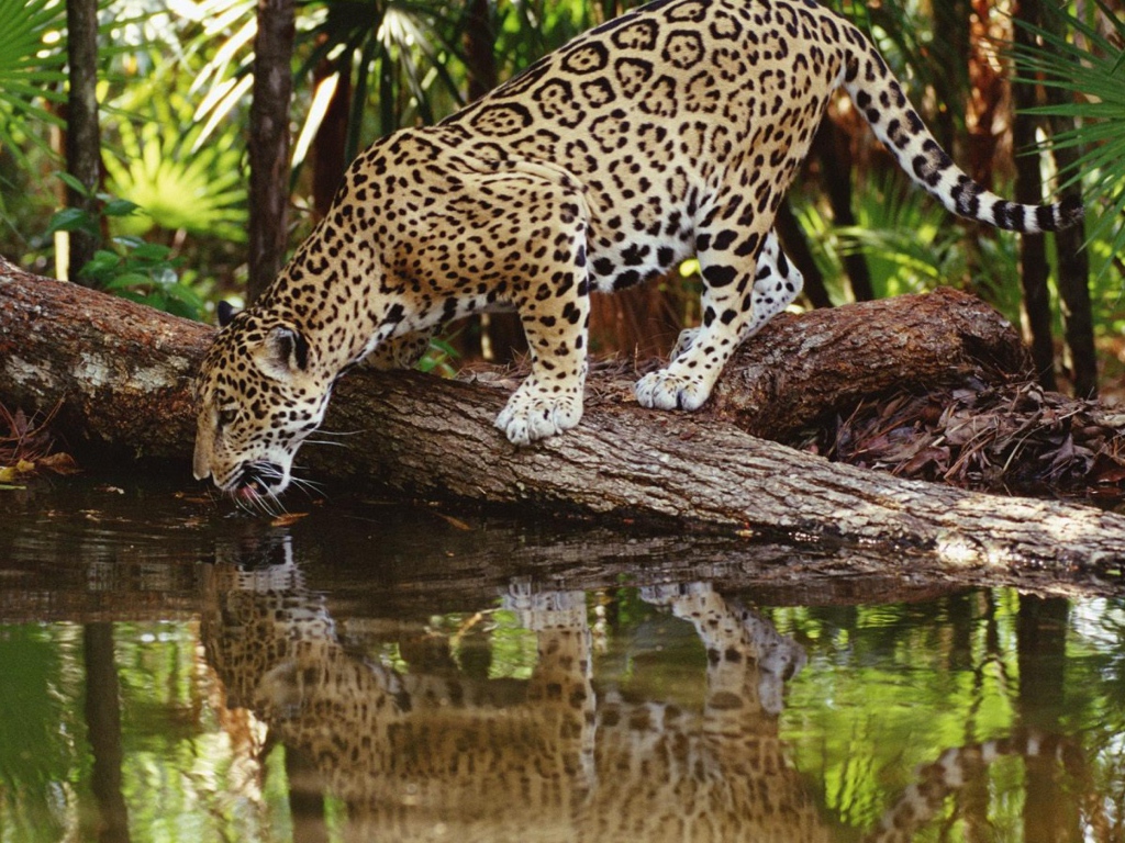 Ягуар пьет воду из реки