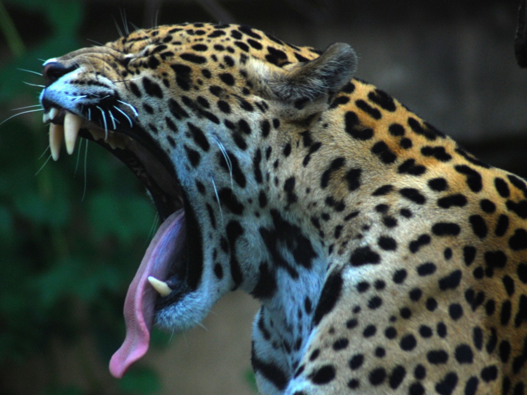 Ягуар сладко зевает
