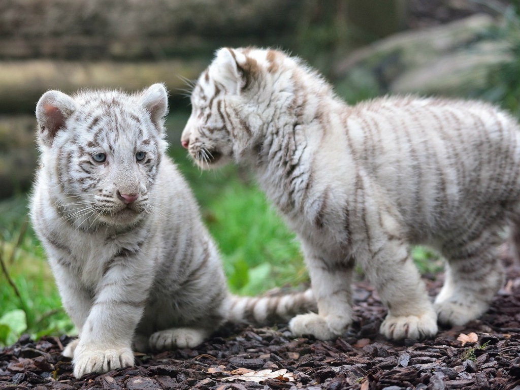 Котята белого тигра