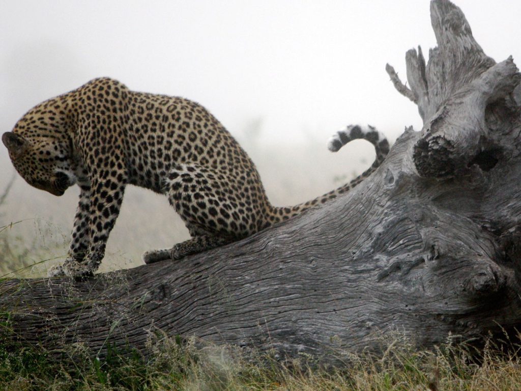 Леопард приводит себя в порядок