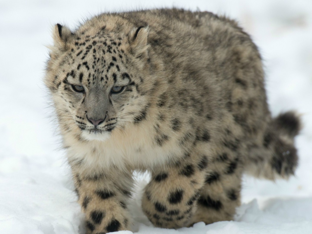 Барс идет по снегу