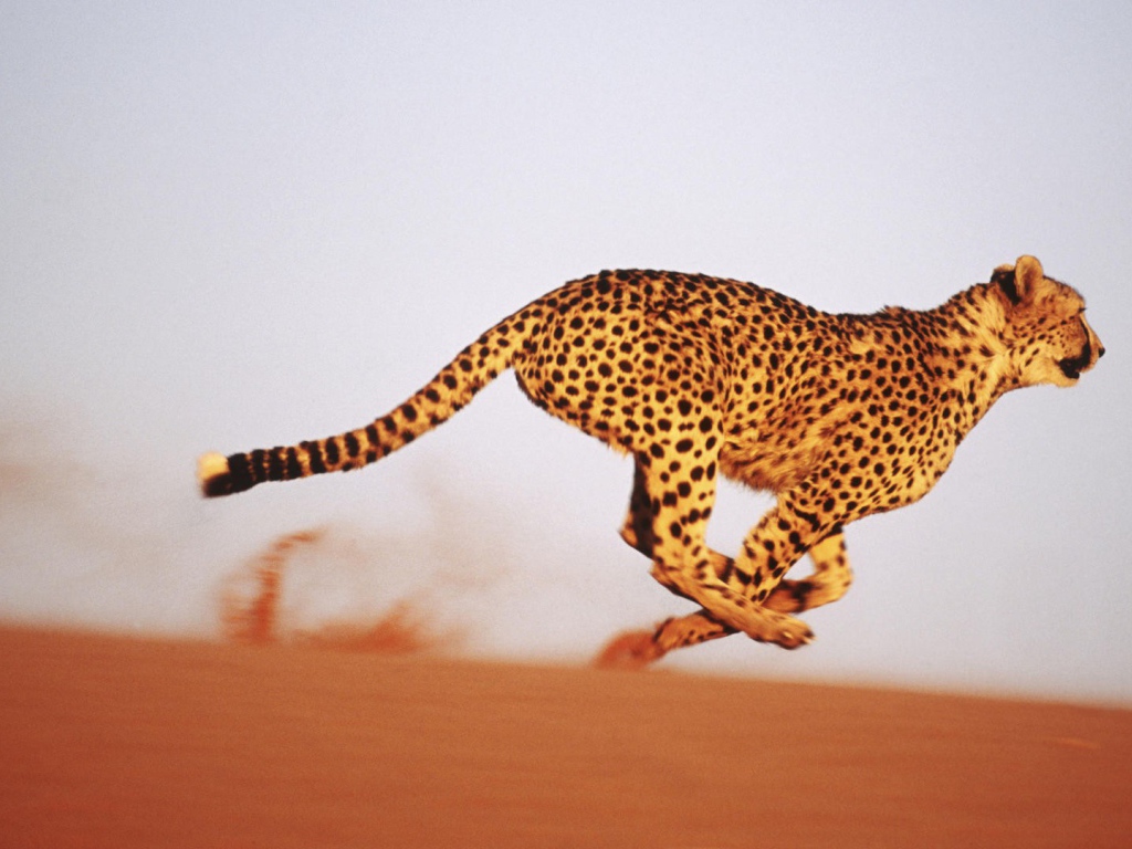 Леопард бежит по песку