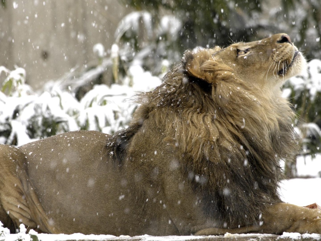 Лев на снегу