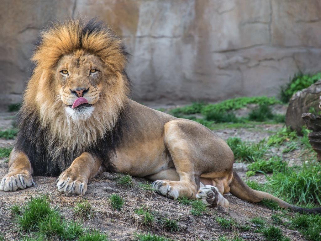Лев в зоопарке облизывает нос