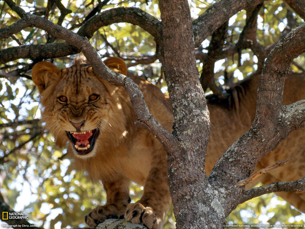 Лев рычит на дереве