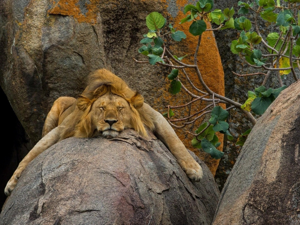 Лев безмятежно спит на камне