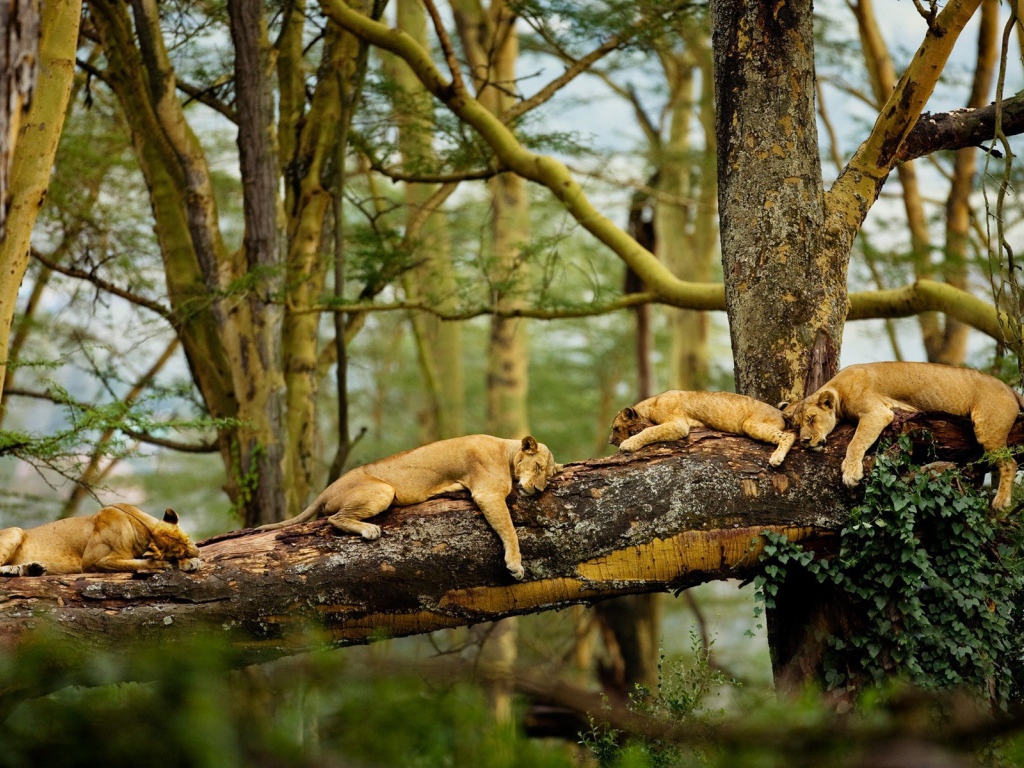 Львы отдыхают на дереве в джунглях