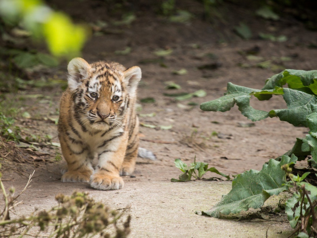 Маленький оранжевый тигренок