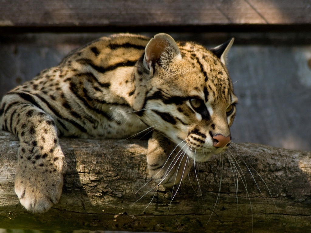Оцелот повис на деревянной перекладине