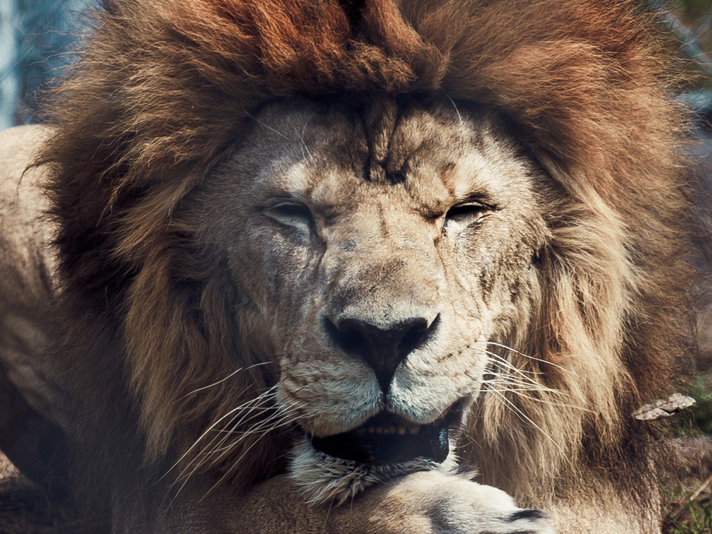 Старый лев в зоопарке